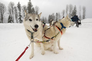 Тест-драйв SKODA Yeti в Красной Поляне &copy;&nbsp;Фото Елены Синеок, Юга.ру