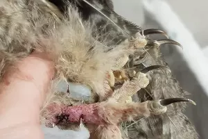  &copy;&nbsp;Фото из группы &laquo;"Рио" — Помощь диким птицам Краснодар&raquo;, vk.com/riokrasnodar23