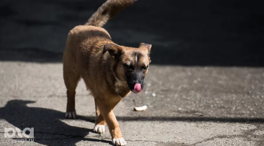 Собака &copy;&nbsp;Фото Елены Синеок, Юга.ру