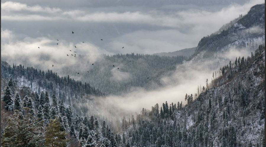  © Скриншот из телеграм-канала «Кавказский заповедник» https://t.me/kavkazzapoved/1238