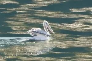  © Фото пресс-службы курорта «Роза Хутор»