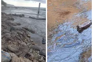  &copy;&nbsp;Скриншот из телеграм-канала блогера Евгения Витишко https://t.me/vitishko/15676