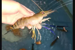  &copy;&nbsp;Скриншот с сайта azniirkh.vniro.ru