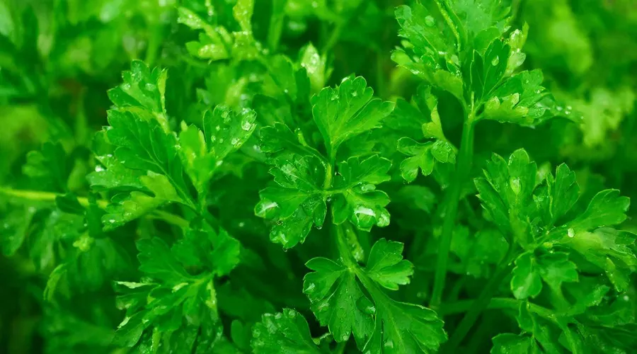 петрушка &copy;&nbsp;Изображение сгенерировано нейросетью Gigachat