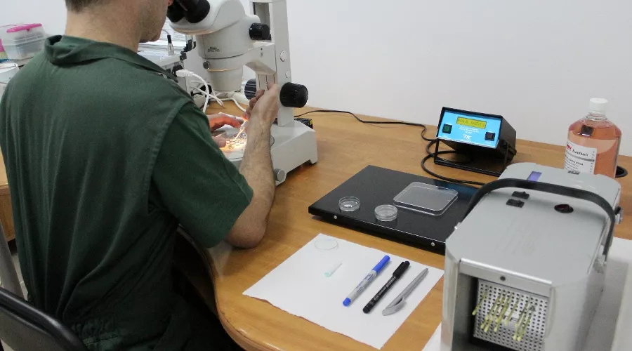 Отбор эмбрионов для подсадки коровам-айширкам &copy;&nbsp;Фото пресс-службы агрохолдинга &laquo;Кубань&raquo;