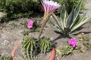  © скриншот фото из телеграм-канала «Жизнь Абрау»