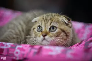  &copy;&nbsp;Елена Синеок, ЮГА.ру