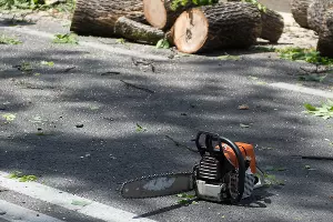 Спил деревьев на ул. Красной в Краснодаре &copy;&nbsp;Михаил Ступин, ЮГА.ру