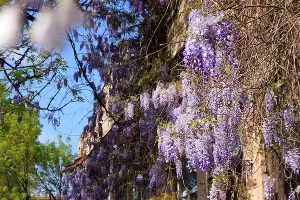 Цветение глицинии в Краснодаре &copy;&nbsp;Фото Марины Солошко, Юга.ру