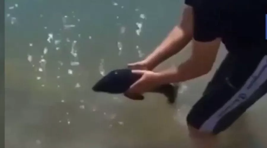  &copy;&nbsp;Скриншот видео из инстаграма РИА &laquo;Новости&raquo;, instagram.com/ria_novosti