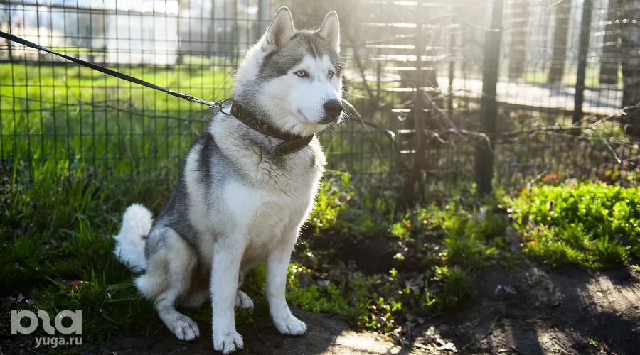  &copy;&nbsp;Фото Елены Синеок, Юга.ру