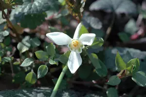 Подснежник ризенский &copy;&nbsp;Фото пресс-службы Сочинского нацпарка