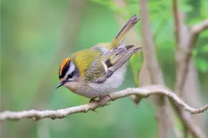 Красноголовый королёк &copy;&nbsp;Фото пресс-службы курорта &laquo;Роза Хутор&raquo;