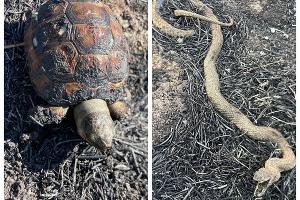  © Скриншот из телеграм-канала эколога Георгия Каваносяна https://t.me/ecozhora/6165