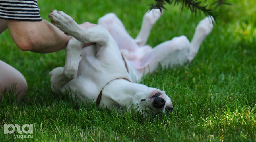  © Фото Елены Синеок, Юга.ру