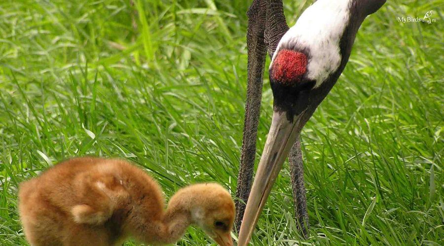 Японский журавль © Фото пресс-службы «Сафари-парка» Краснодара