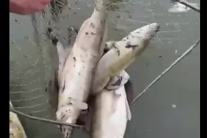  &copy;&nbsp;Скриншот видео из телеграм-канала t.me/temruk_info