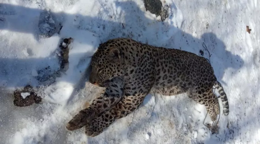  &copy;&nbsp;Фото пресс-службы WWF