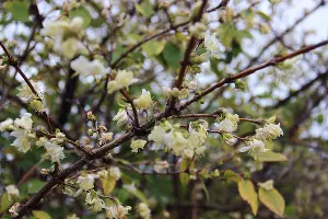 Жимолость душистейшая &copy;&nbsp;Фото пресс-службы Сочинского нацпарка