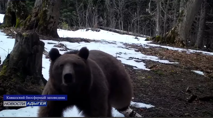  &copy;&nbsp;Скриншот из телеграм-канала &laquo;МТВ / Новости / Адыгея&raquo; https://t.me/MaikopTV/4362