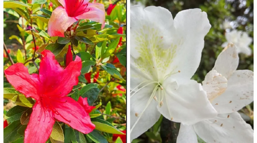  &copy;&nbsp;Скриншот из телеграм-канала дендропарка &laquo;Южные культуры&raquo; https://t.me/park_uzk/1450