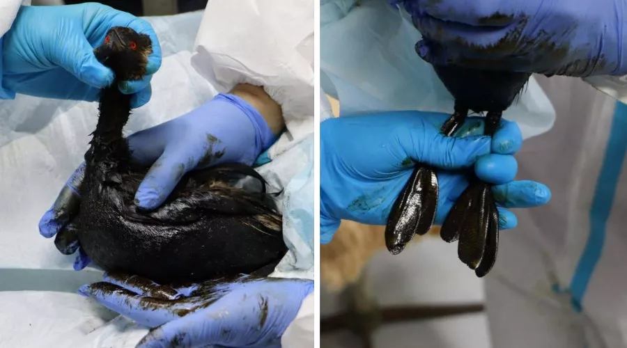  &copy;&nbsp;Коллаж из скриншотов фото из телеграм-канала &laquo;Эколог Жора Каваносян&raquo;