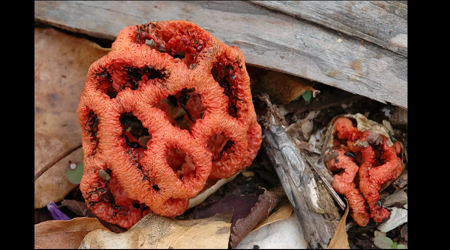  &copy;&nbsp;Скриншот фото с сайта ru.wikipedia.org