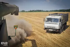 Уборка урожая &copy;&nbsp;Елена Синеок. ЮГА.ру