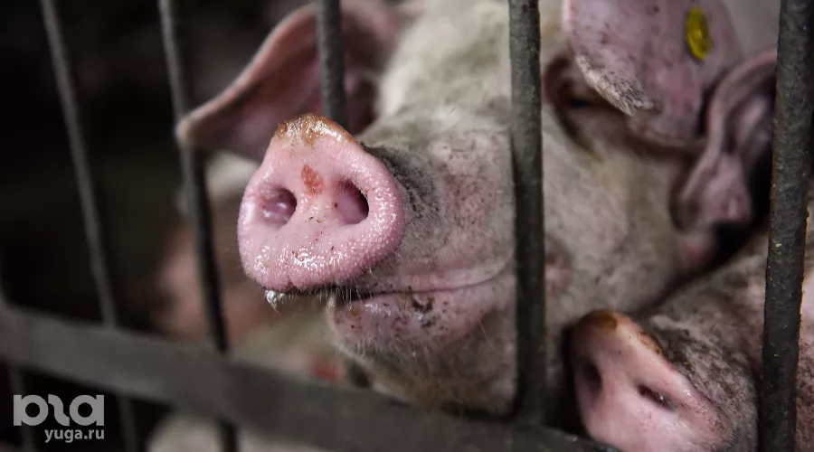  &copy;&nbsp;Фото Елены Синеок, Юга.ру