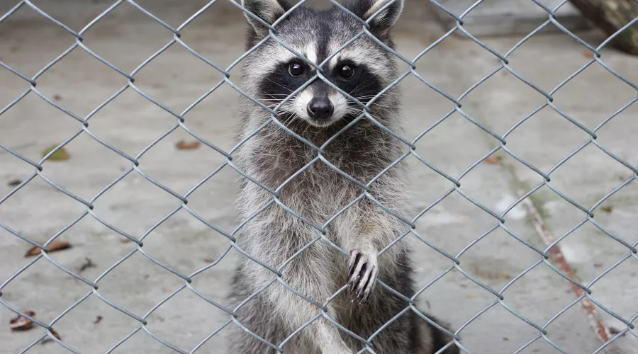 Енот в вольерном комплексе «Лаура» в Красной Поляне &copy;&nbsp;Фото из аккаунта instagram.com/ann_image77/