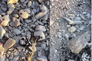  &copy;&nbsp;Коллаж из скриншотов фото из телеграм-канала &laquo;Эколог Жора Каваносян&raquo;