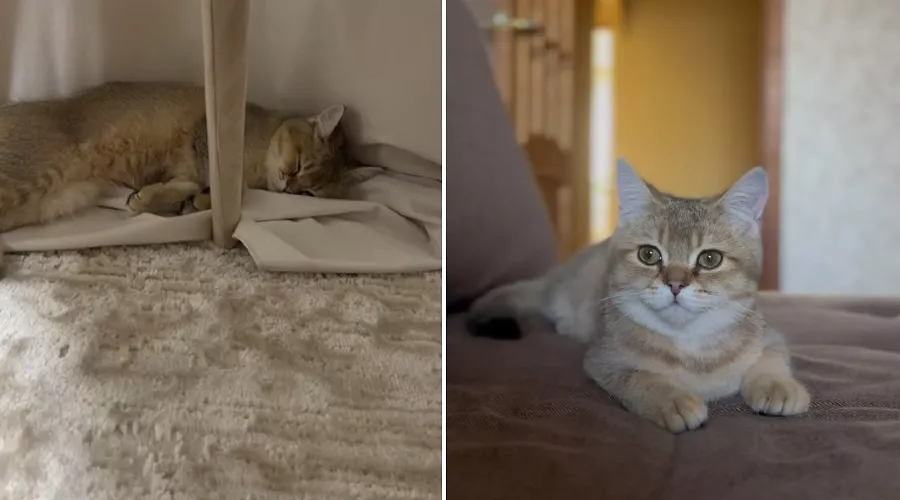  &copy;&nbsp;Коллаж из скриншотов фото из телеграм-канала &laquo;Депутат Толик&raquo;