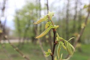  © Фото пресс-службы Кавказского заповедника