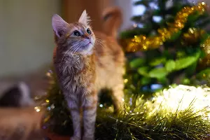  &copy;&nbsp;Фото Елены Синеок, Юга.ру