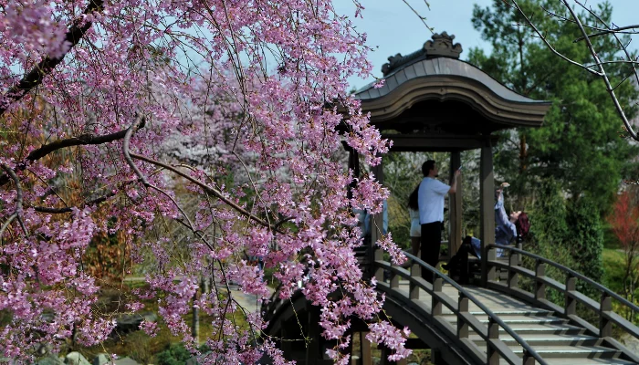 Японскому саду в Краснодаре — три года!