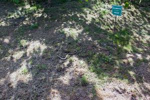 Желтопузик © Фото пресс-службы Сочинского нацпарка