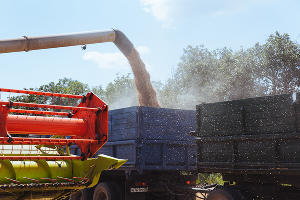 Уборка зерновых в Краснодарском крае &copy;&nbsp;Фото Амины Ибрагимовой, Юга.ру