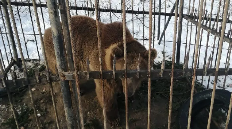 Медведь Афанасий &copy;&nbsp;Фото Елены Малышевой, Юга.ру