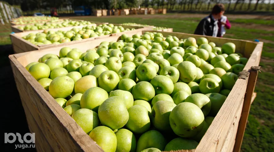 Сбор яблок в Краснодарском крае &copy;&nbsp;Влад Александров, ЮГА.ру