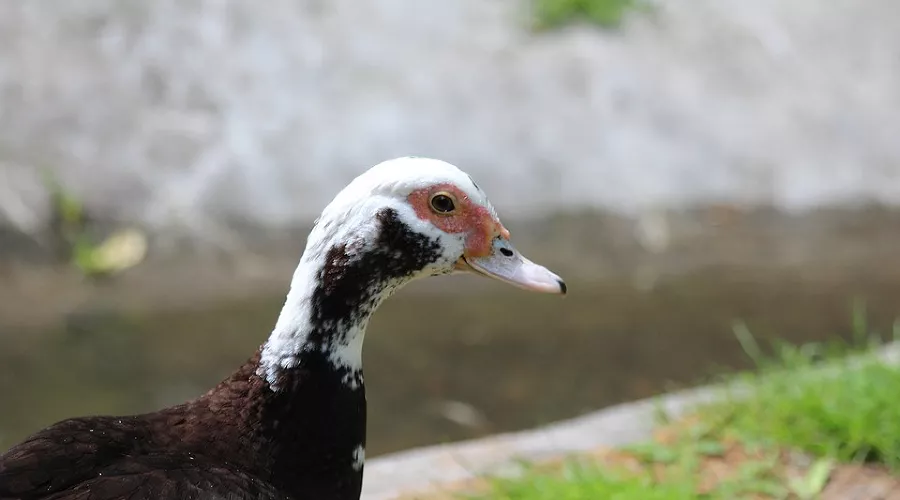  &copy;&nbsp;Фото с сайта pixabay.com