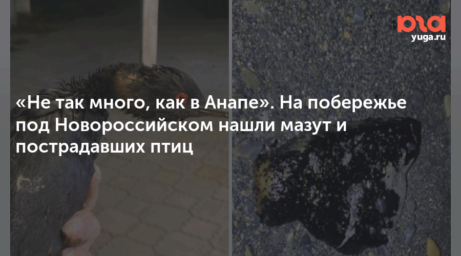 «Не так много, как в Анапе». На побережье под Новороссийском нашли мазут и пострадавших птиц