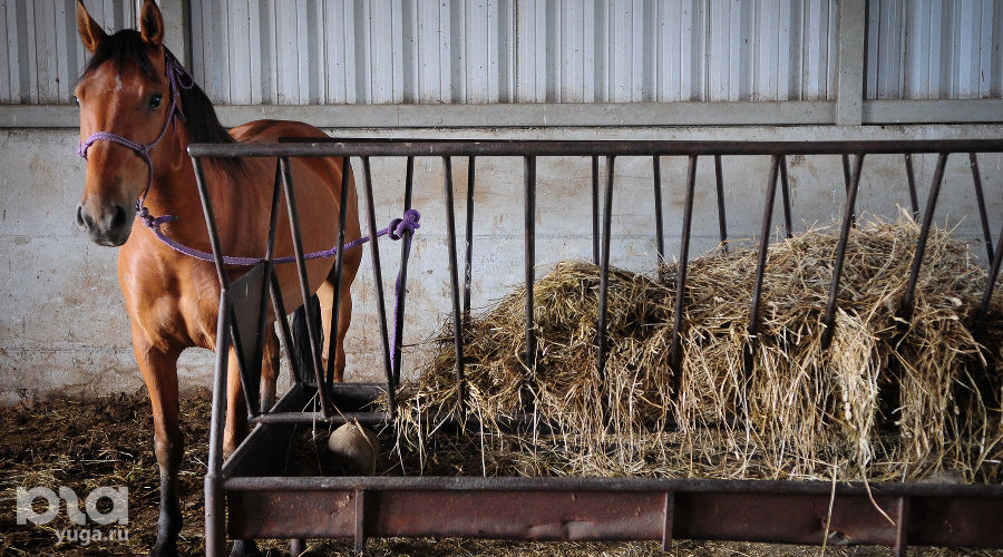  © Елена Лободина, ЮГА.ру