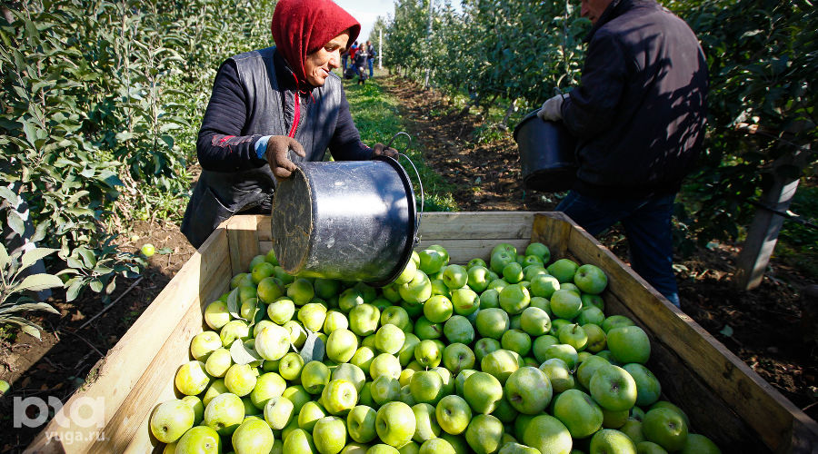  © Фото Влада Александрова, Юга.ру