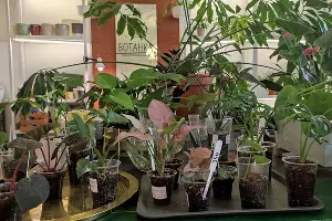 Растенишная «Ботанка» в Краснодаре &copy;&nbsp;Фото Иолины Грибковой, Юга.ру