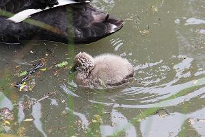 Австралийские черные лебеди © Фото пресс-службы сочинского парка «Дендрарий»