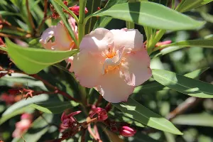 Олеандр &copy;&nbsp;Фото пресс-службы Сочинского нацпарка