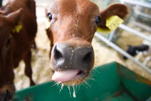  &copy;&nbsp;Фото Елены Синеок, Юга.ру