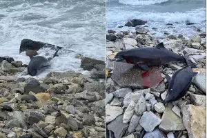  &copy;&nbsp;Коллаж из скриншотов фото из телеграм-канала &laquo;Delfacenter&raquo;