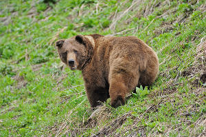 Медведь в Кавказском заповеднике © Фото Дмитрия Андреева, mountaindreams.ru