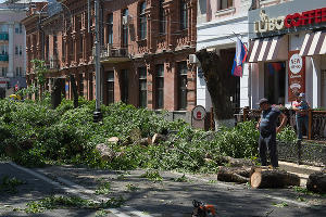 Спил деревьев на ул. Красной в Краснодаре © Михаил Ступин, ЮГА.ру